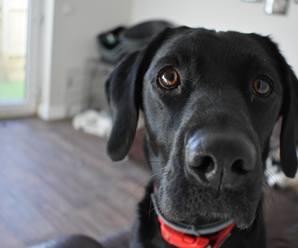 Beautiful Willow the Labrador