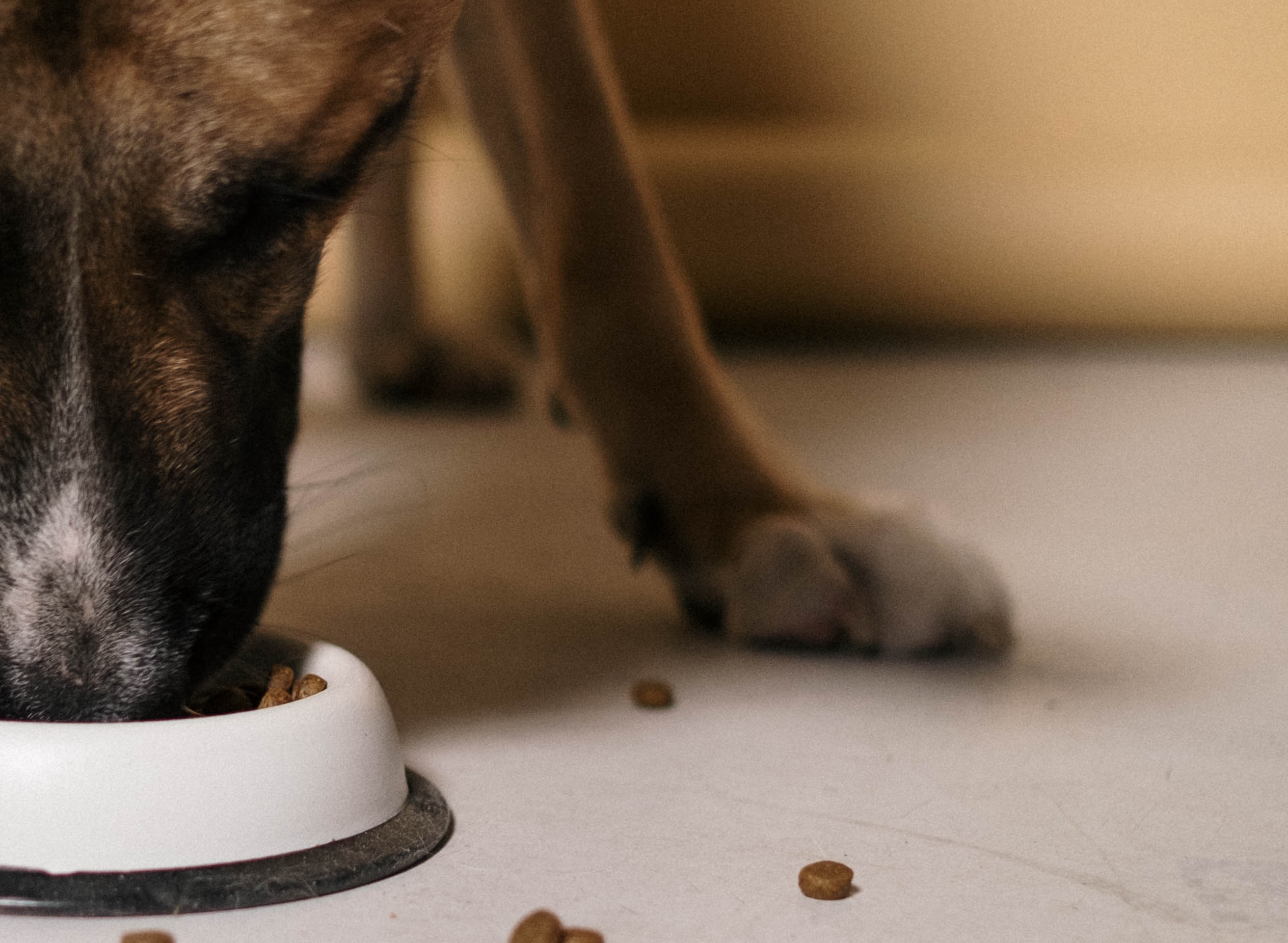 How To Safely Change Your Dog's Food - Wilverley Pet Food