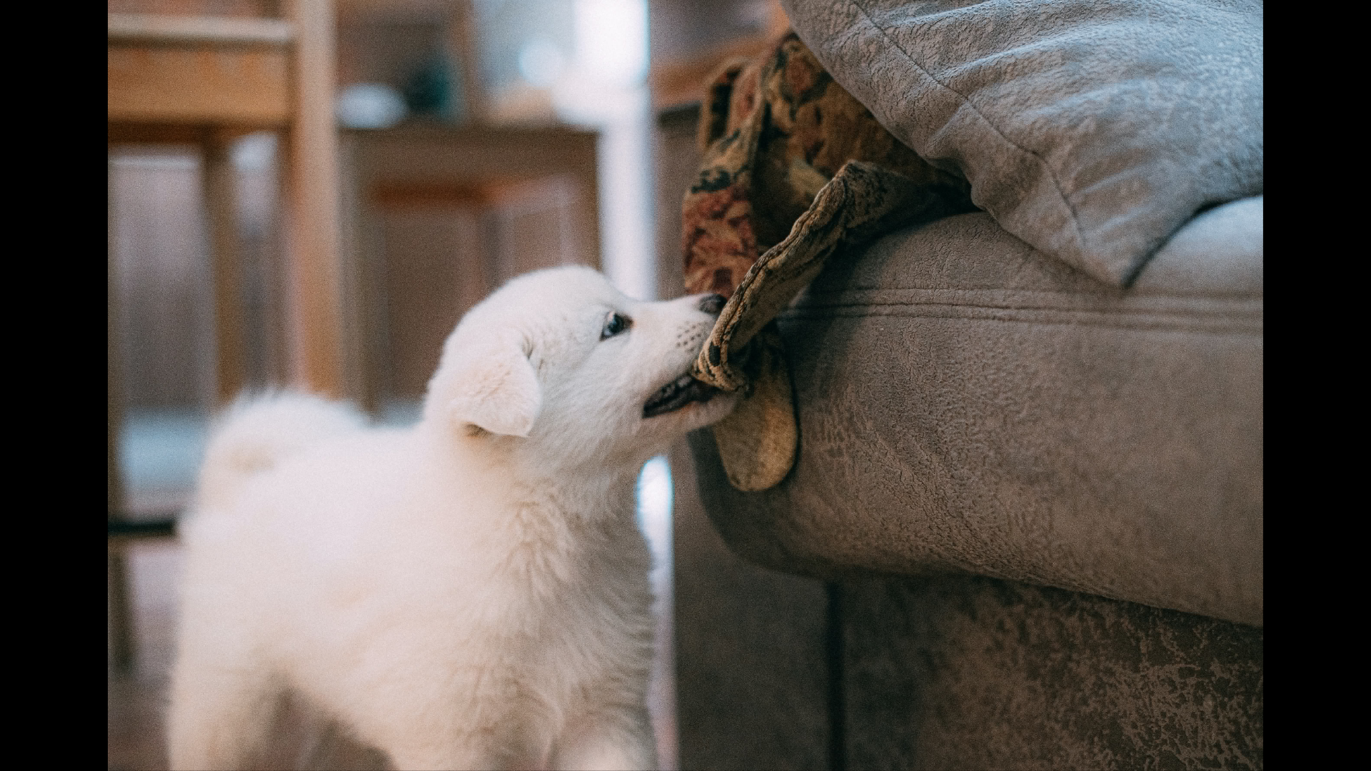 PUPPY FOOD BANNER